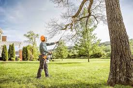 Best Tree Disease Treatment  in Blue Point, NY