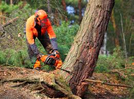 Best Tree and Shrub Care  in Blue Point, NY