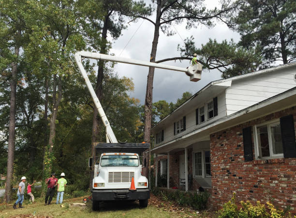  Blue Point, NY Tree Removal Services Pros